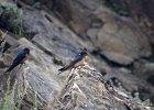 Boerenzwaluw (Egyptische) (Hirundo rustica savignii) - Kharkhorin 16-08-2016 (4)
